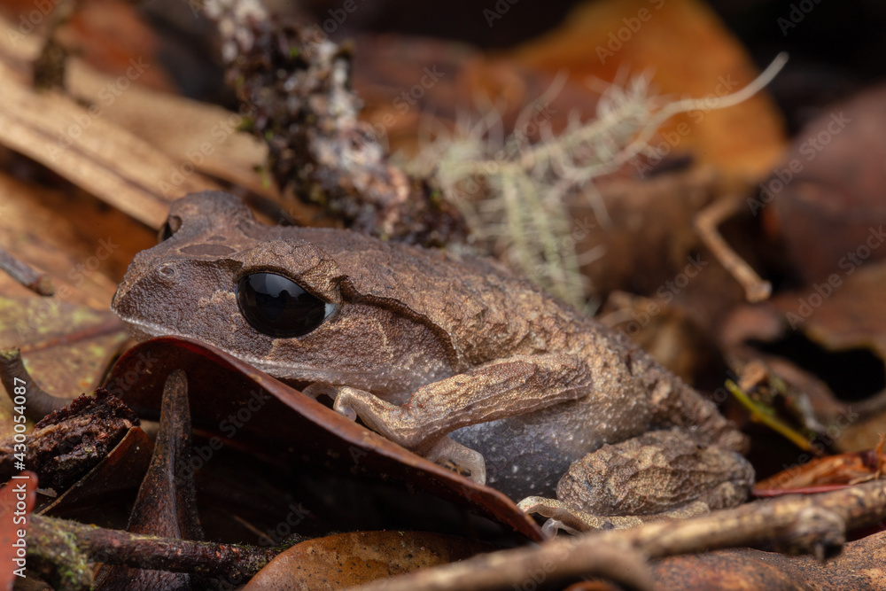 Naklejka premium Nature view of litter frog of Borneo, Close-up of beautiful frog of Borneo