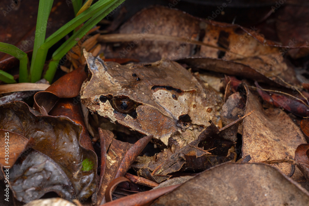 Naklejka premium Macro image of a huge horned frog from Borneo - Megophrys kobayashii