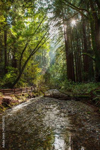 Redwood Creek in Muir Woods