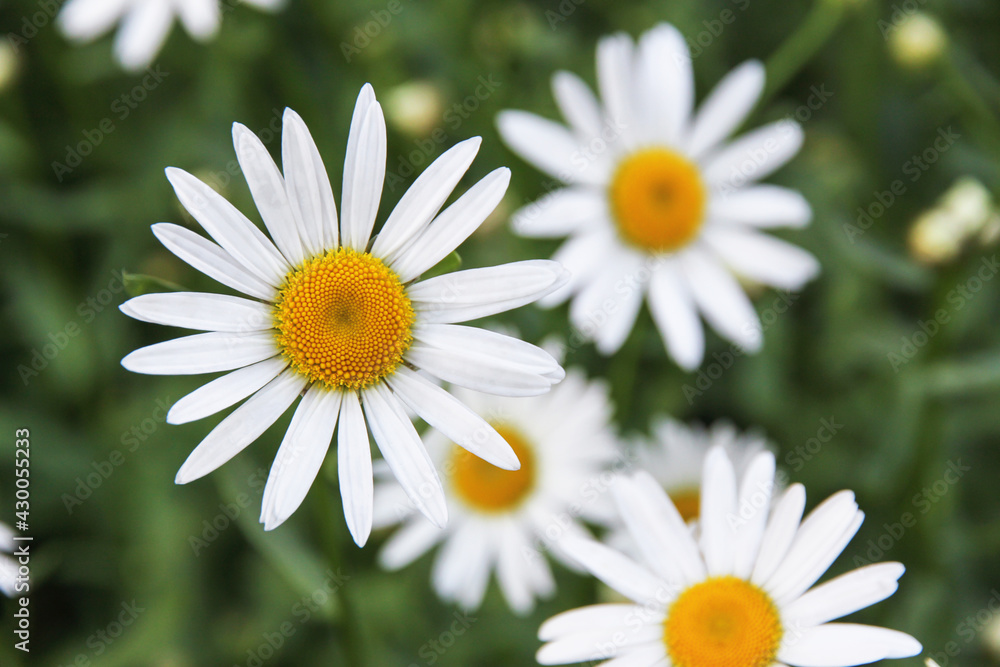 Camomile in the garden close up, macro, top view. Floral daisy natural background
Camomile in the garden close up, macro, top view. Floral daisy natural background