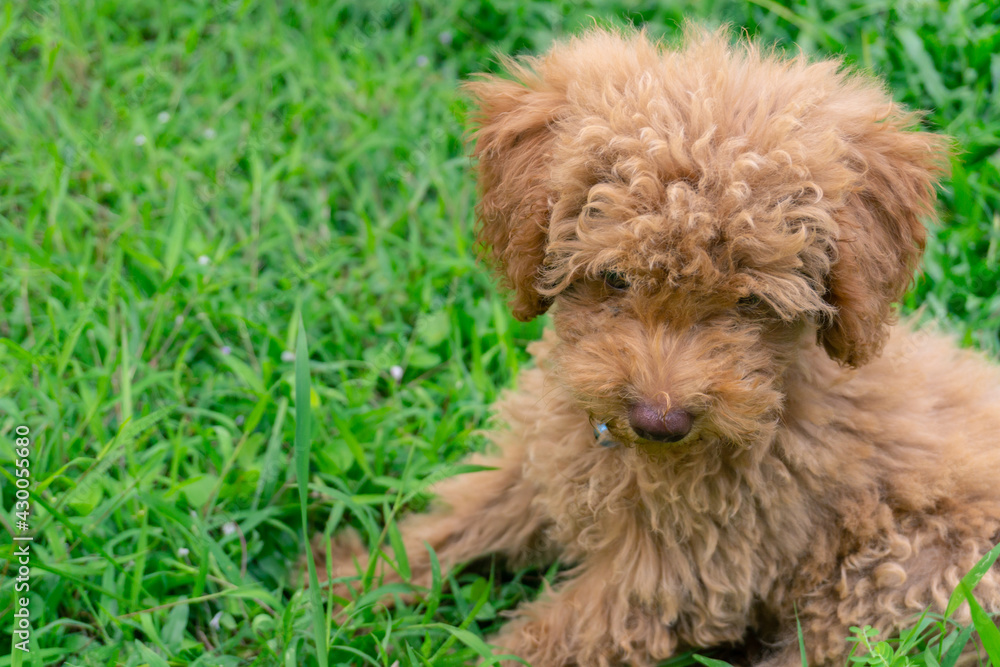 Cute puppy Toy Poodle sit at green garden Cute puppy Toy Poodle sit at green garden