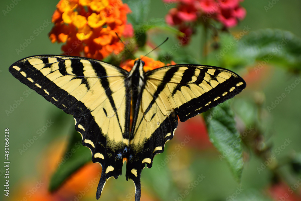 Fototapeta premium butterfly on flower