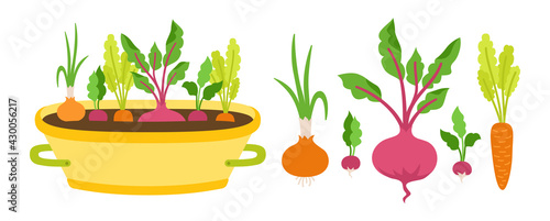 Vegetablesin in pot flat cartoon set. Root vegetable carrots. Beets, radishes and cucumber. Onions grow in the ground. Growing, Agricultural infographic farming food vector