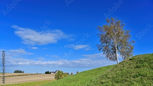 美瑛の丘で見た青空バックにそびえる白樺の樹＠北海道