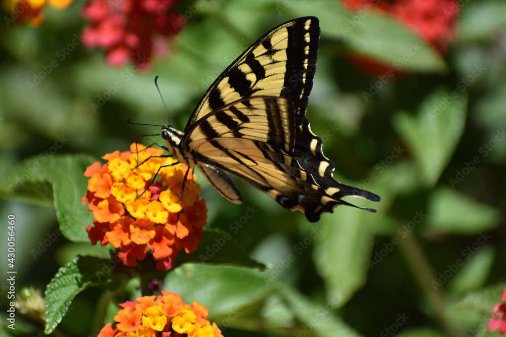Fototapeta premium butterfly on flower
