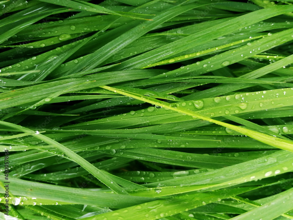 Fototapeta premium green grass