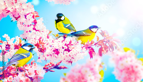 Great tit sitting on a tree branch in spring weather © Thaut Images