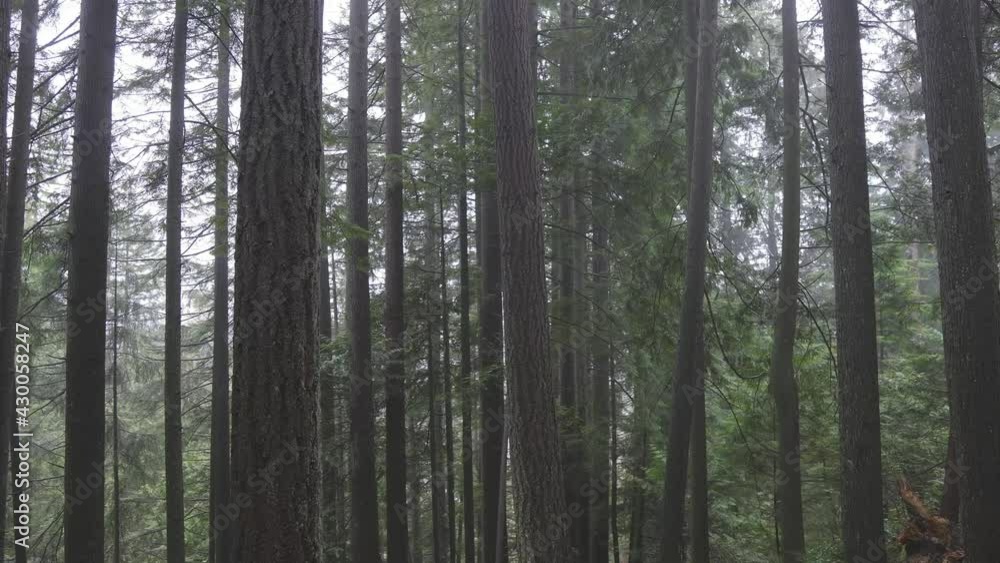 Canadian Rain Forest. Beautiful View of Fresh Green Trees in the Woods. Taken in Lynn Valley Cannyon, North Vancouver, British Columbia, Canada. Nature Background. Slow Pan Canadian Rain Forest. Beautiful View of Fresh Green Trees in the Woods. Taken in Lynn Valley Cannyon, North Vancouver, British Columbia, Canada. Nature Background. Slow Pan