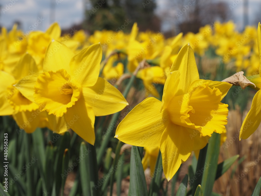 Obraz premium daffodils in spring