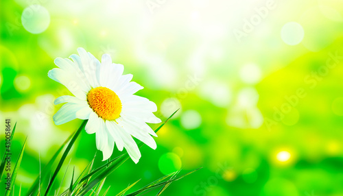 Scenery background of the natural blooming chamomile flower.