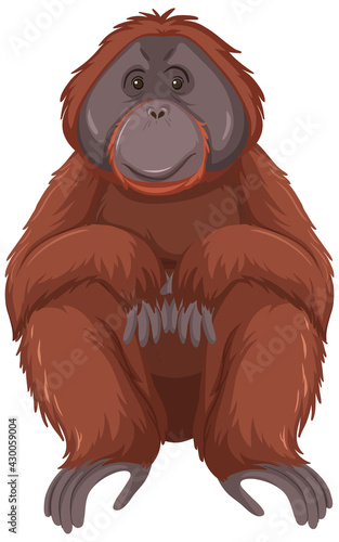 Orangutan wild animal on white background