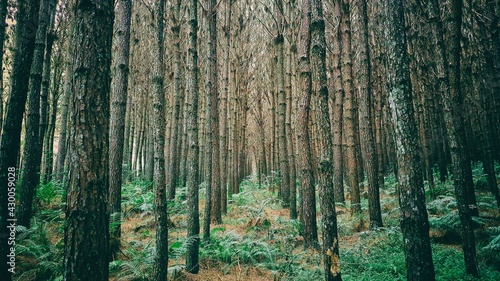 A grove of planted pines for sawing timber