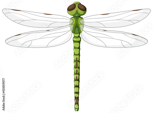 A green dragonfly on white background