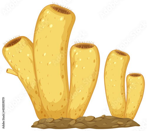 Diagram of sponges structure for biology education