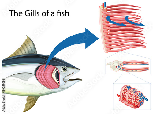 Diagram showing the grills of a fish