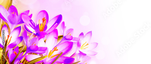 Blooming purple crocus flowers in a soft focus on a sunny spring day