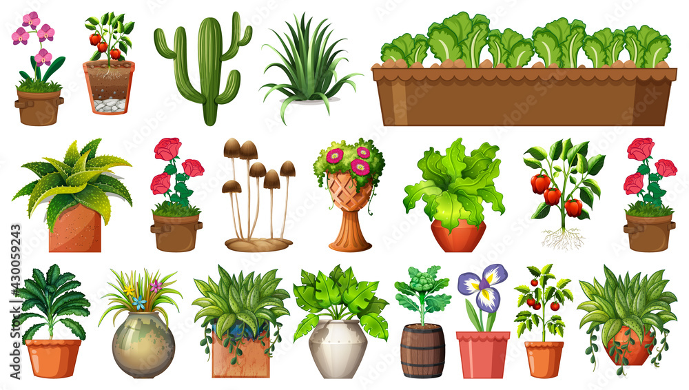 Fototapeta premium Set of different plants in pots isolated on white background
