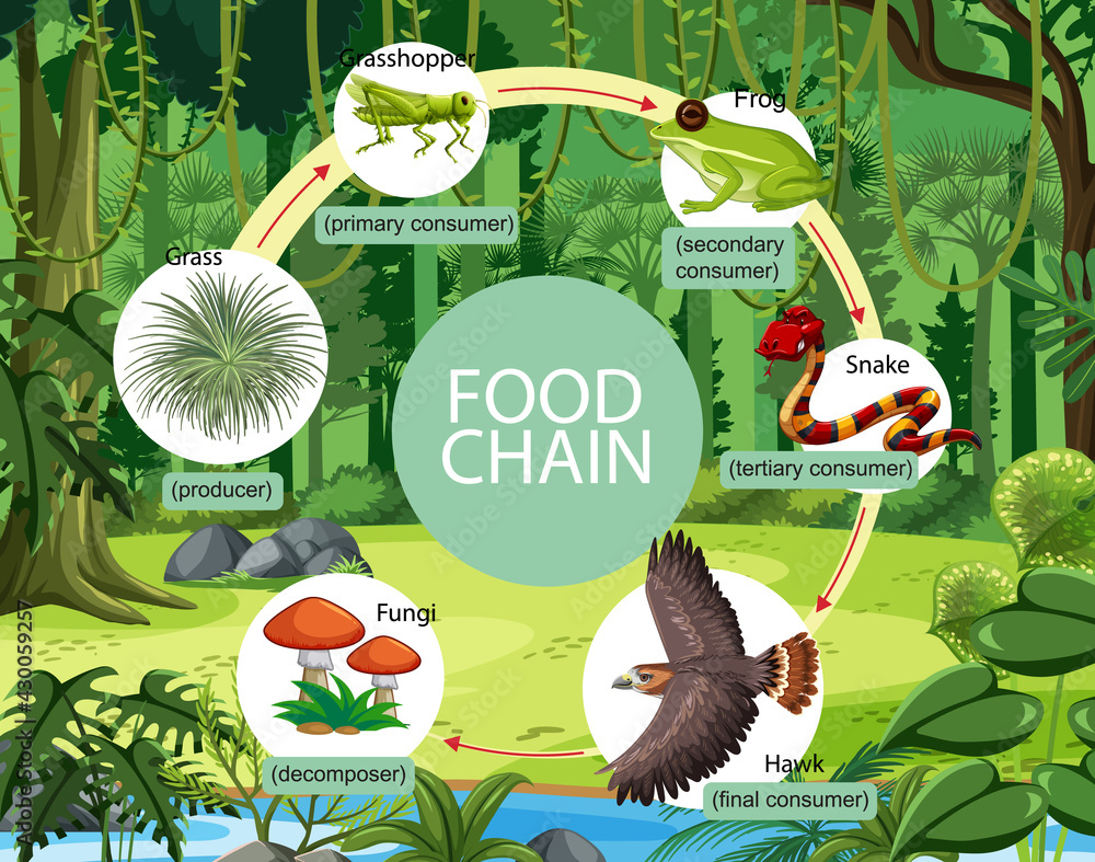 Food chain diagram concept on forest background Stock Vector | Adobe Stock