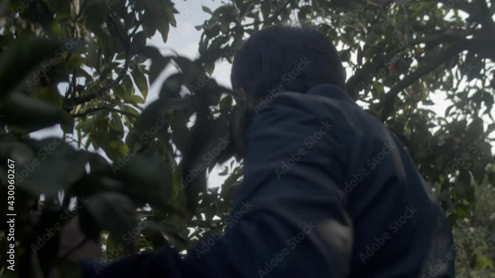 Man walks under orange trees in orange fruit farm. Slow motion. Man walks under orange trees in orange fruit farm. Slow motion.