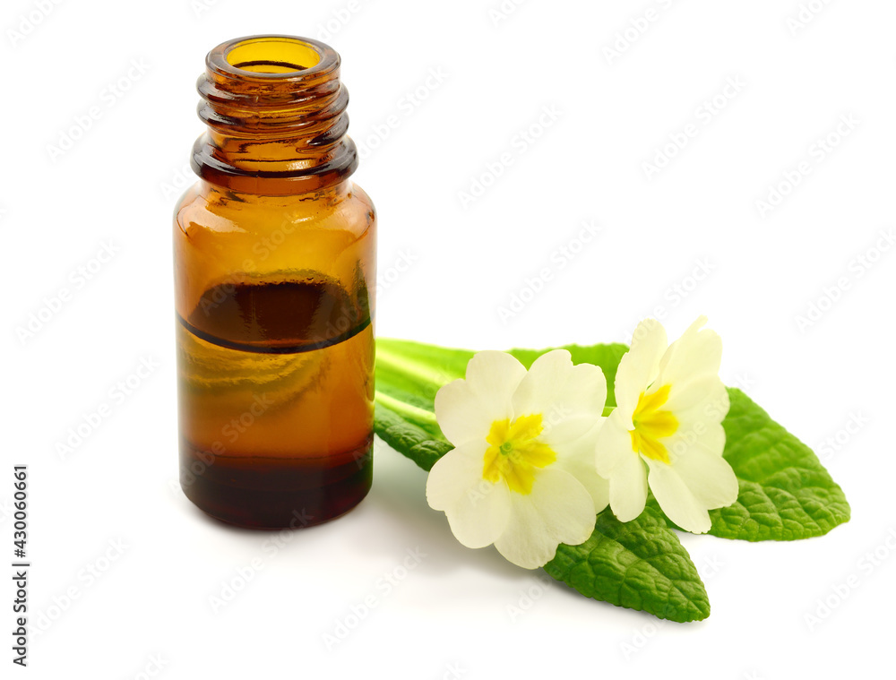 Primrose Oil Extract in a Bottle (Primula Vulgaris) with Flowers. Also known as Common or English Primrose. Isolated on White. Primrose Oil Extract in a Bottle (Primula Vulgaris) with Flowers. Also known as Common or English Primrose. Isolated on White.