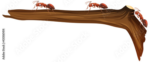 Close up of many red ants walking on a branch on white background