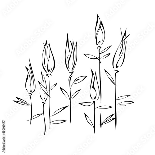 ornament 1729. several stylized flower buds on stems with leaves in black lines on a white background. SET
