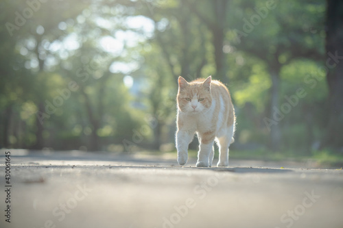 木々の中を