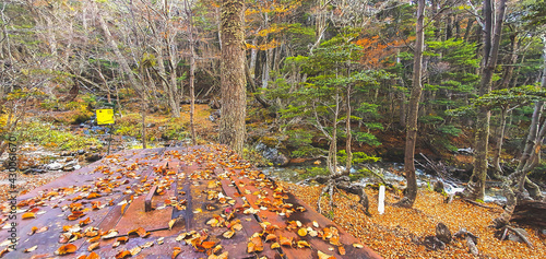 autumn leaves on the ground