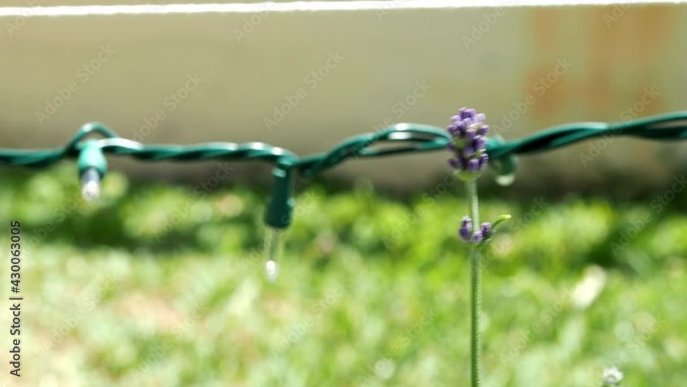 Lavender (Lavandula) buds and flower. Lavender (Lavandula) buds and flower.