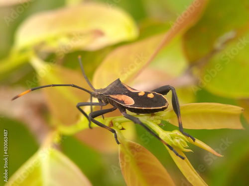 green shield bug © Jack