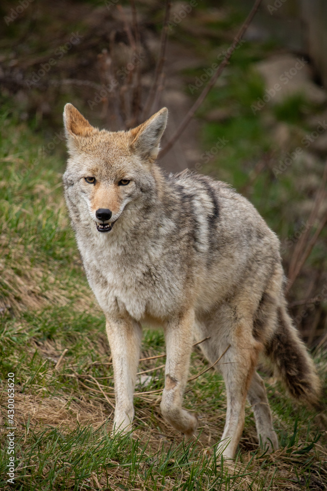 Curious coyote