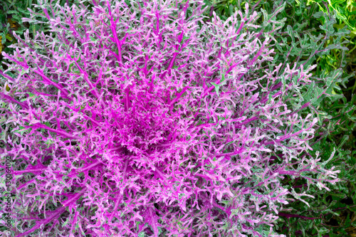 Close-up of blooming purple - pink decorative cabbage. Wep Acephala or brassica oleracea decorative. Macro, top view. Rain drops.