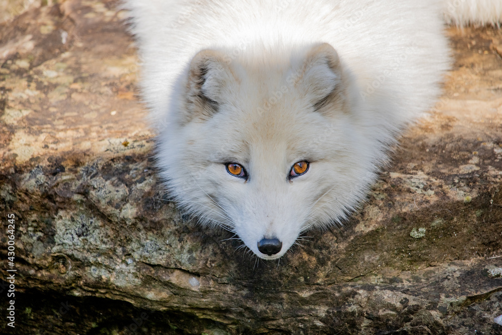 Arctic Fox