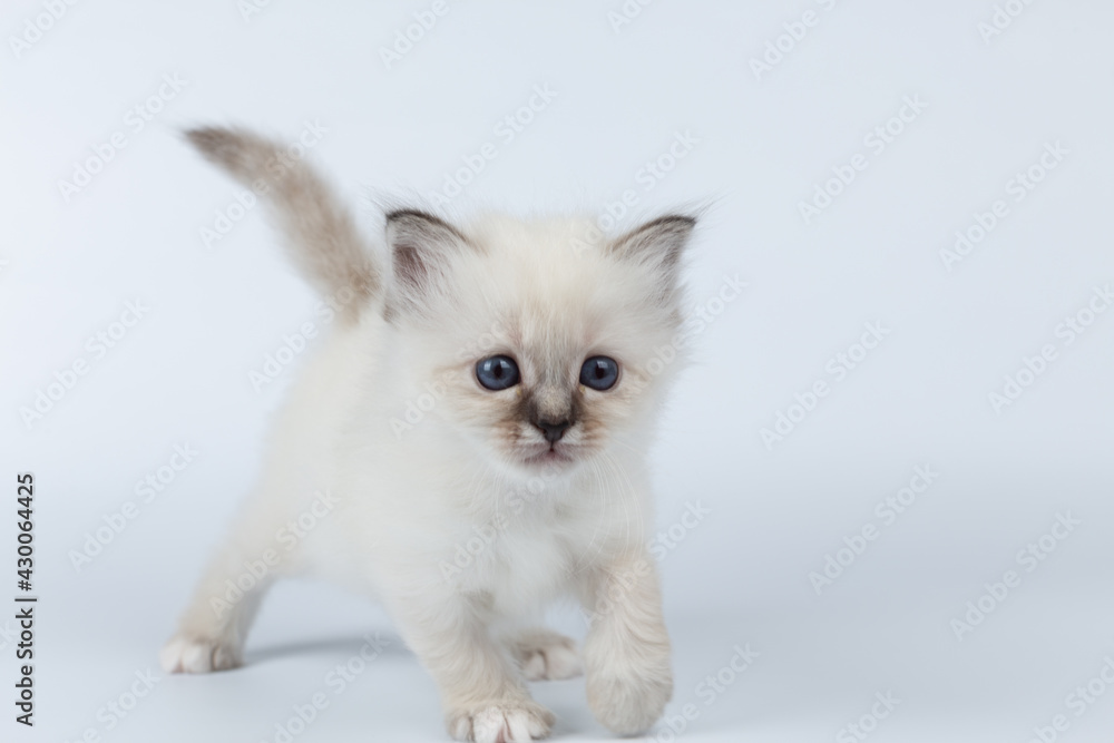 Sacred Birman kitten on a light background, birma