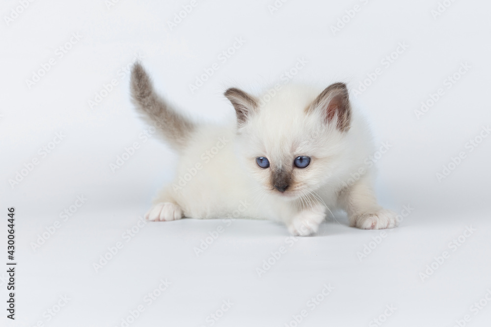 Sacred Birman kitten on a light background, birma Sacred Birman kitten on a light background, birma