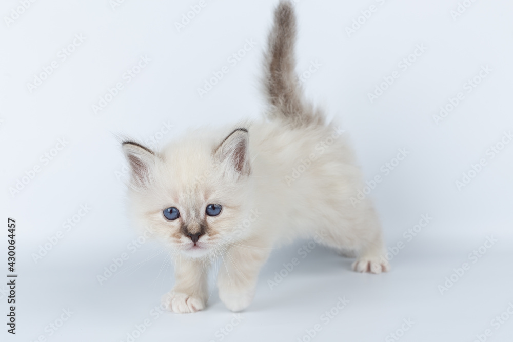 Sacred Birman kitten on a light background, birma Sacred Birman kitten on a light background, birma