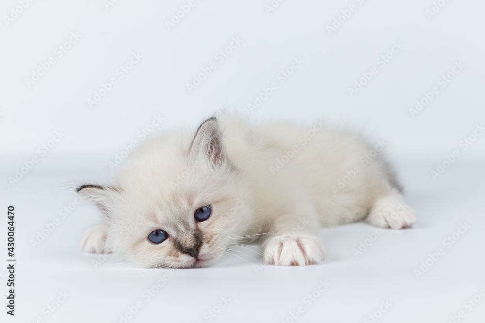 Sacred Birman kitten on a light background, birma Sacred Birman kitten on a light background, birma