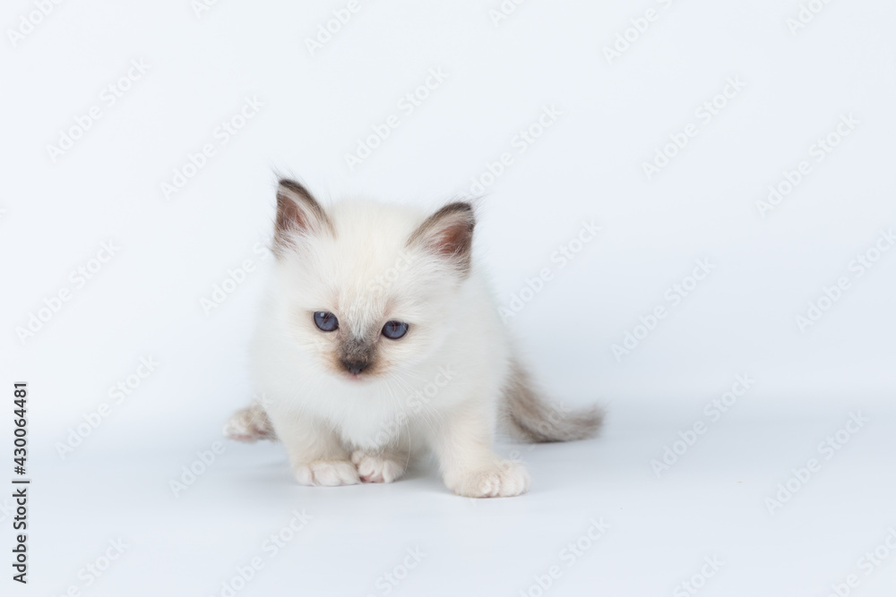 Sacred Birman kitten on a light background, birma Sacred Birman kitten on a light background, birma