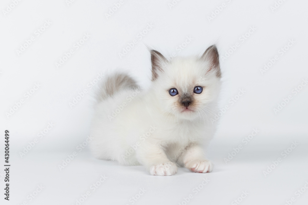 Sacred Birman kitten on a light background, birma Sacred Birman kitten on a light background, birma