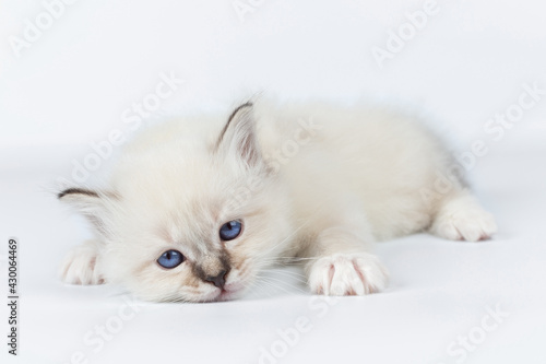 Sacred Birman kitten on a light background, birma