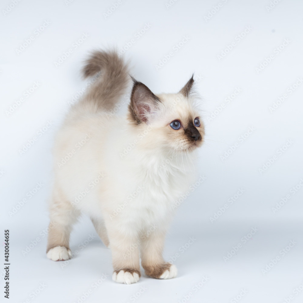 Obraz premium Sacred Birman kitten on a light background, birma