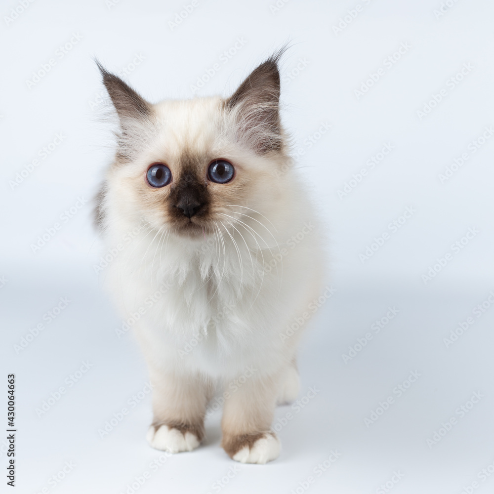 Sacred Birman kitten on a light background, birma Sacred Birman kitten on a light background, birma