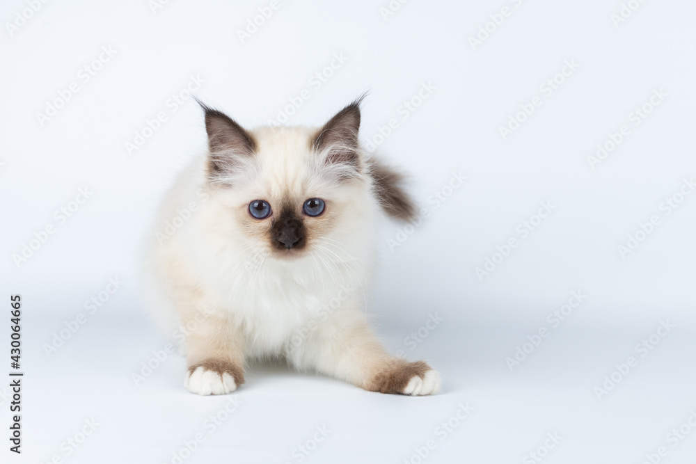 Sacred Birman kitten on a light background, birma