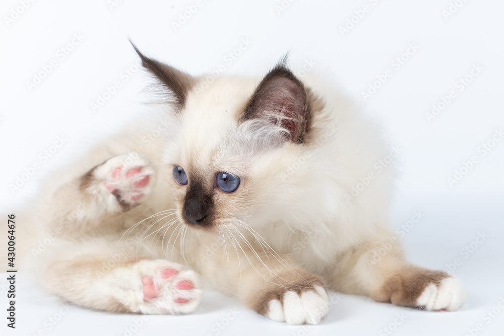 Obraz premium Sacred Birman kitten on a light background, birma