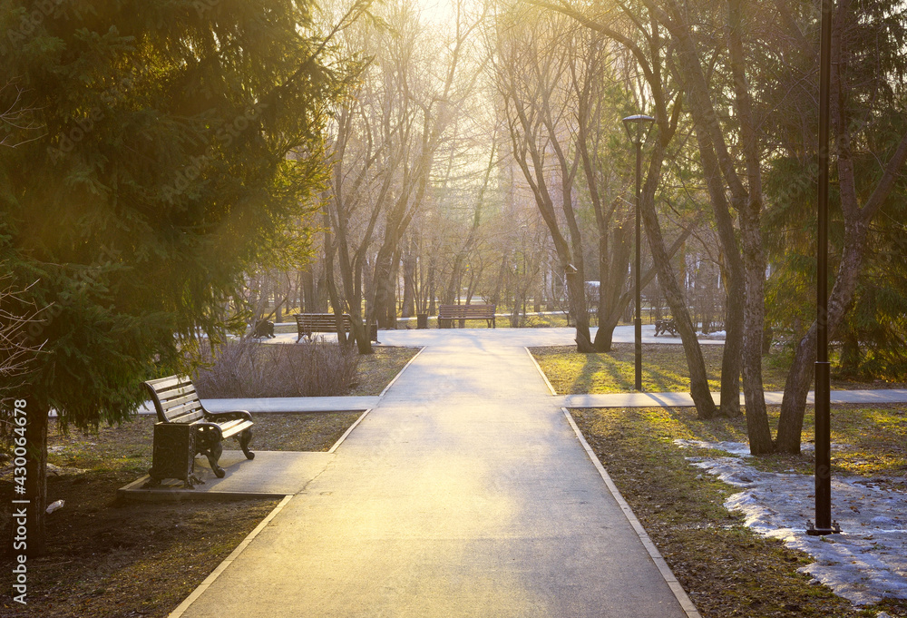 Obraz premium Morning in the spring park. The path of the park, lying among the birches and firs in the rays of the morning sun, the last drifts of undisturbed snow. Novosibirsk, Siberia, Russia
