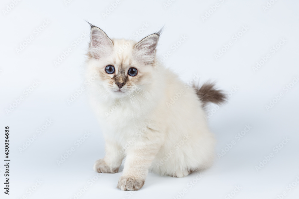 Sacred Birman kitten on a light background, birma Sacred Birman kitten on a light background, birma