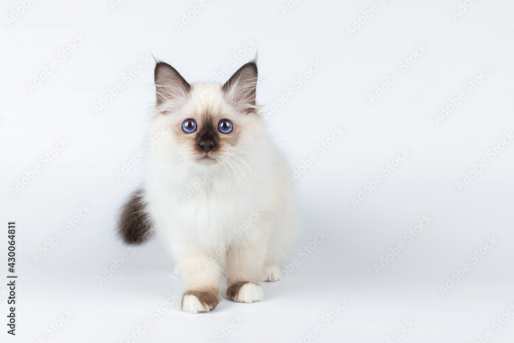 Sacred Birman kitten on a light background, birma Sacred Birman kitten on a light background, birma