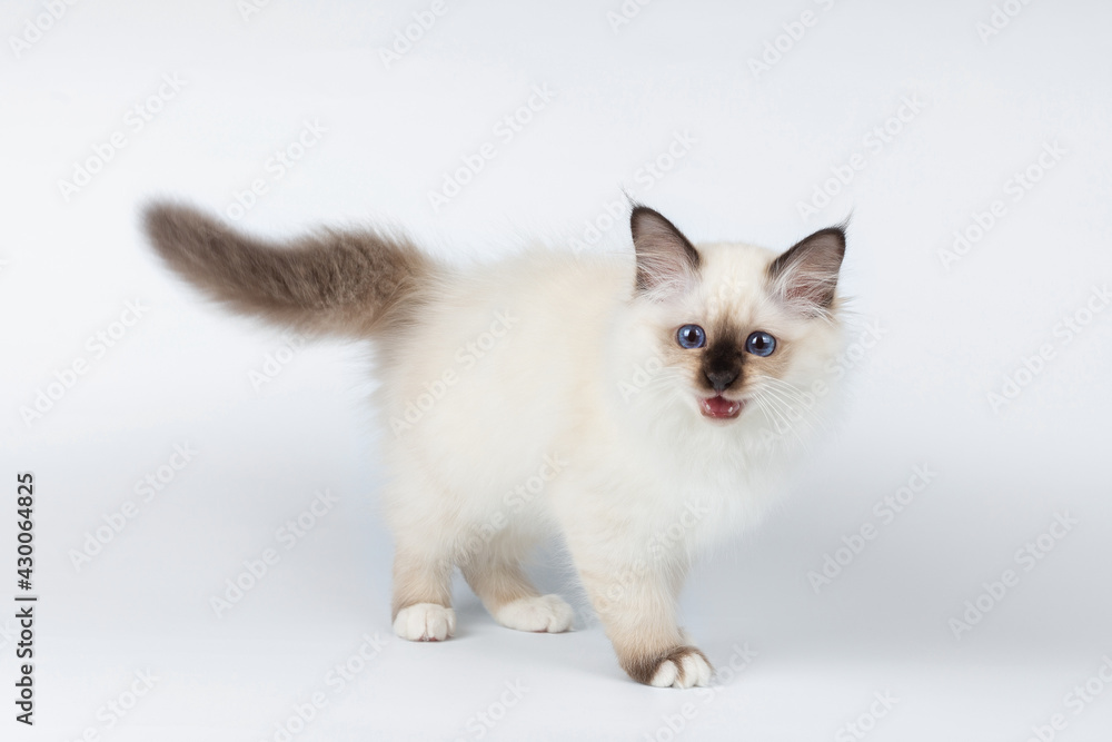 Sacred Birman kitten on a light background, birma Sacred Birman kitten on a light background, birma