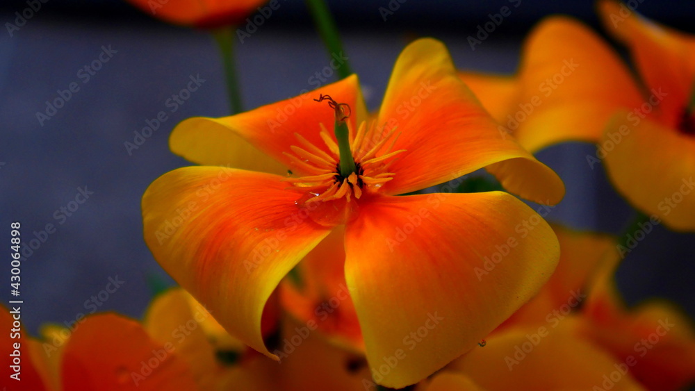 Nature's Palette: Blooms of Orange and Blue in Harmonious Contrast Nature's Palette: Blooms of Orange and Blue in Harmonious Contrast