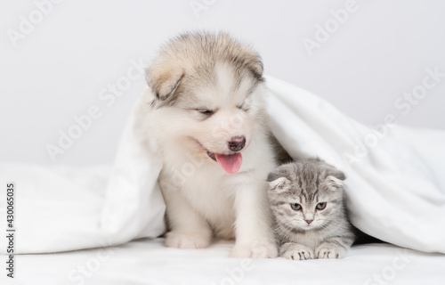 Fluffy Alaskan malamute puppy sits with gray kitten under warm blanket on a bed at home